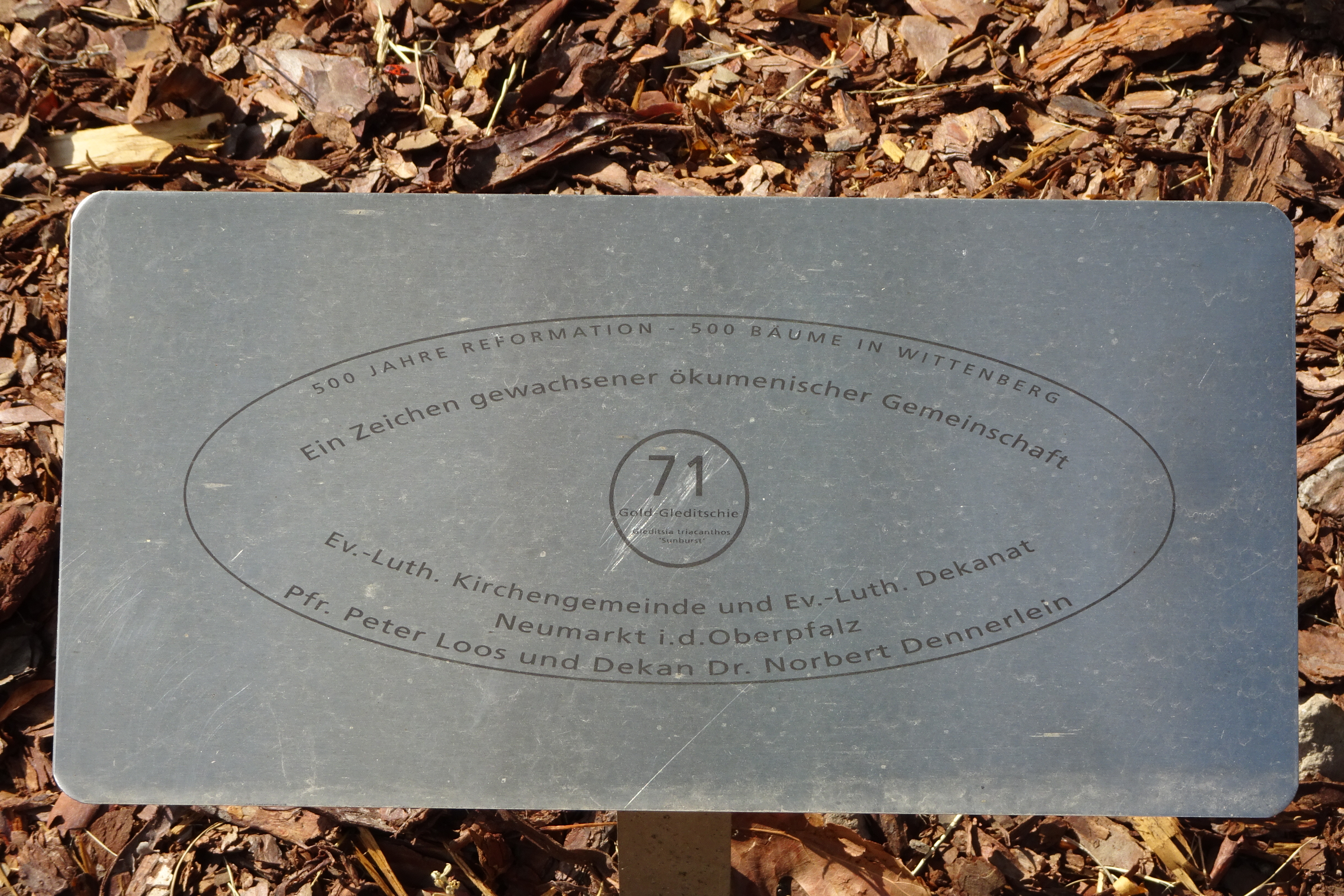 Plakette Baum 71 im Luthergarten Wittenberg