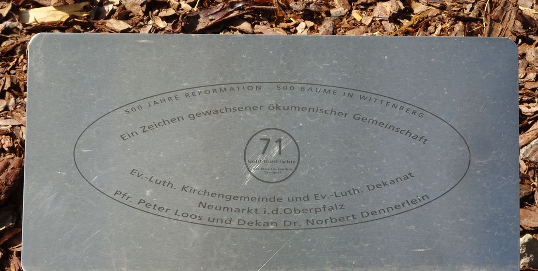 Plakette Baum 71 im Luthergarten Wittenberg