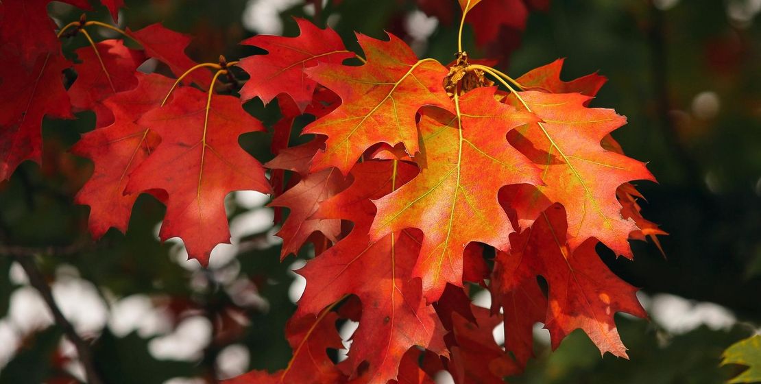 Pixabay/Manfred Richter Pixabay/Manfred Richter